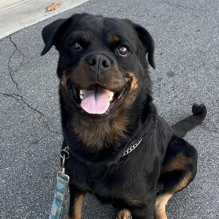 Paisley, a Adoptable Rottweiler in Polk, OH image 2/2