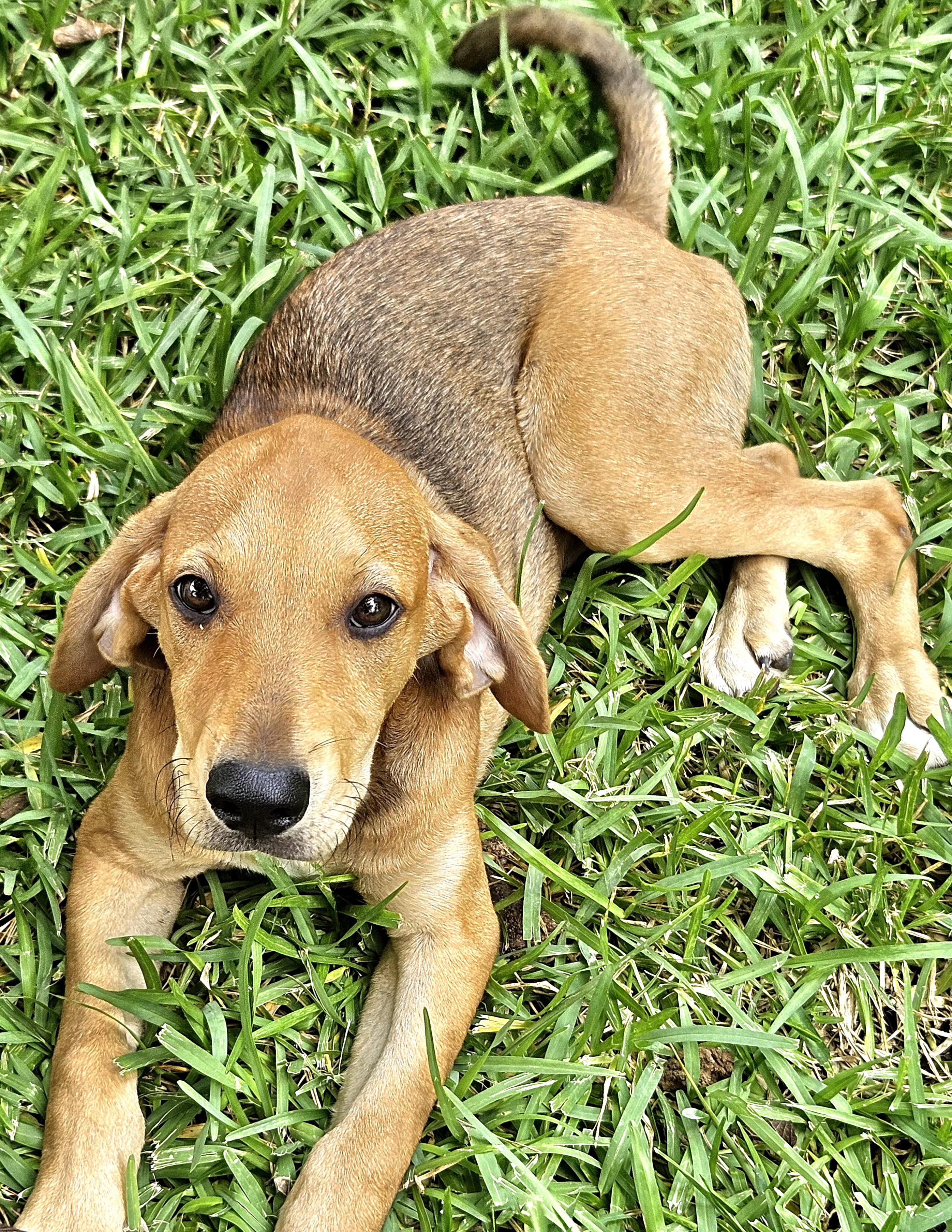 Theodore, Adoptable, Young Male Redbone Coonhound.