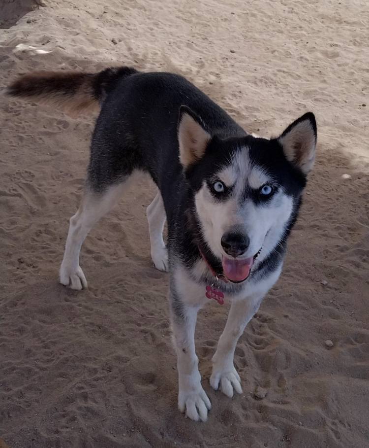 Beauty, an adoptable Husky in Cabo San Lucas, BCS, 23450 | Photo Image 1