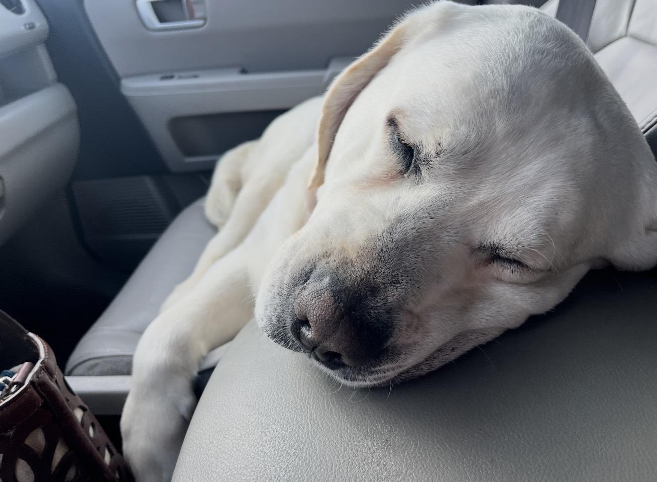 Otis, an adopted Labrador Retriever in Sacramento, CA image 5/6