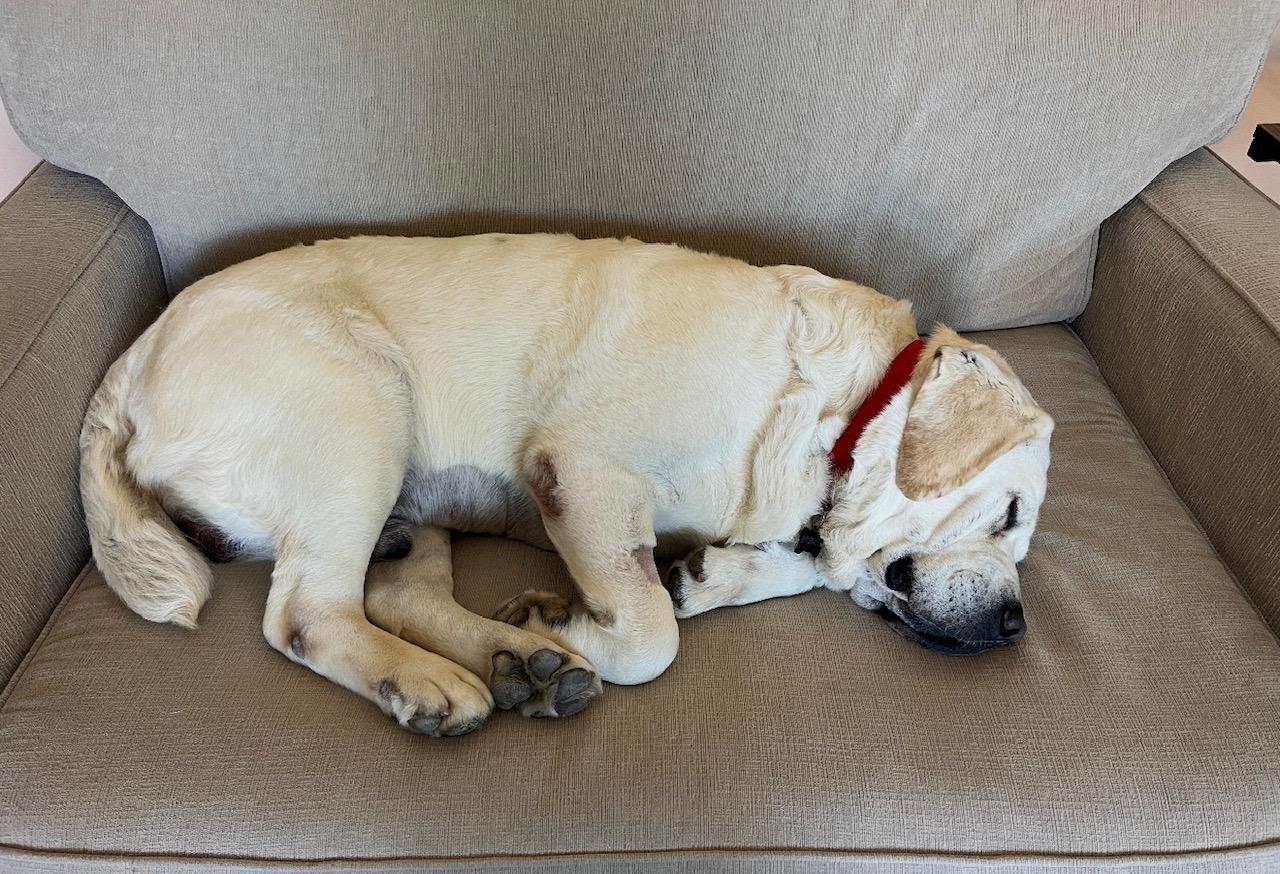 Otis, an adopted Labrador Retriever in Sacramento, CA image 6/6