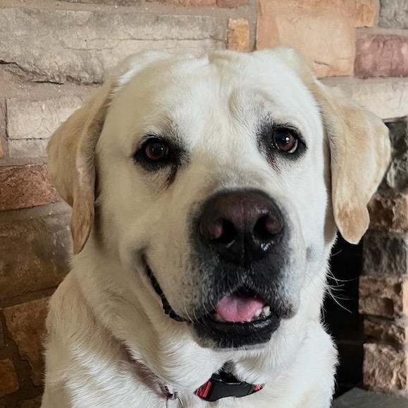 Otis, an adopted Labrador Retriever in Sacramento, CA image 1/6
