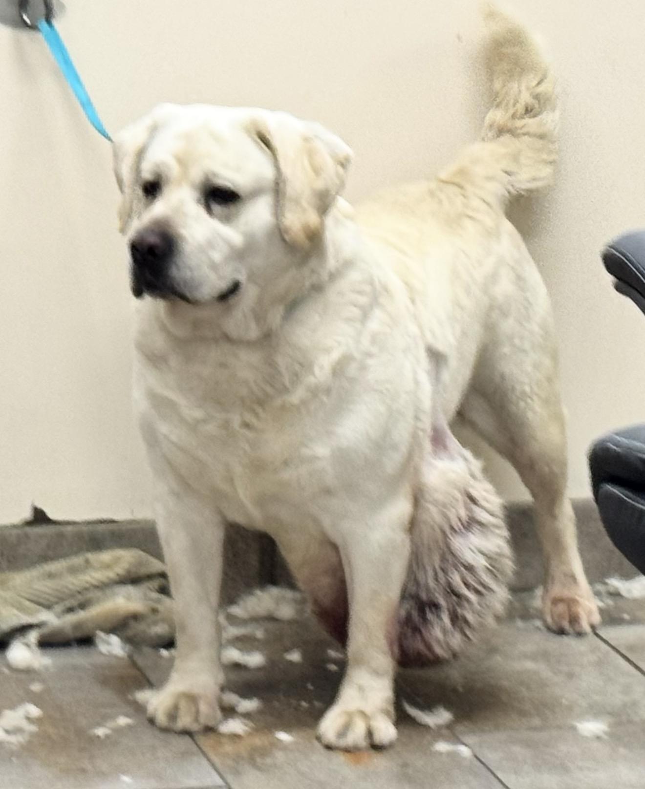 Otis, an adopted Labrador Retriever in Sacramento, CA image 3/6