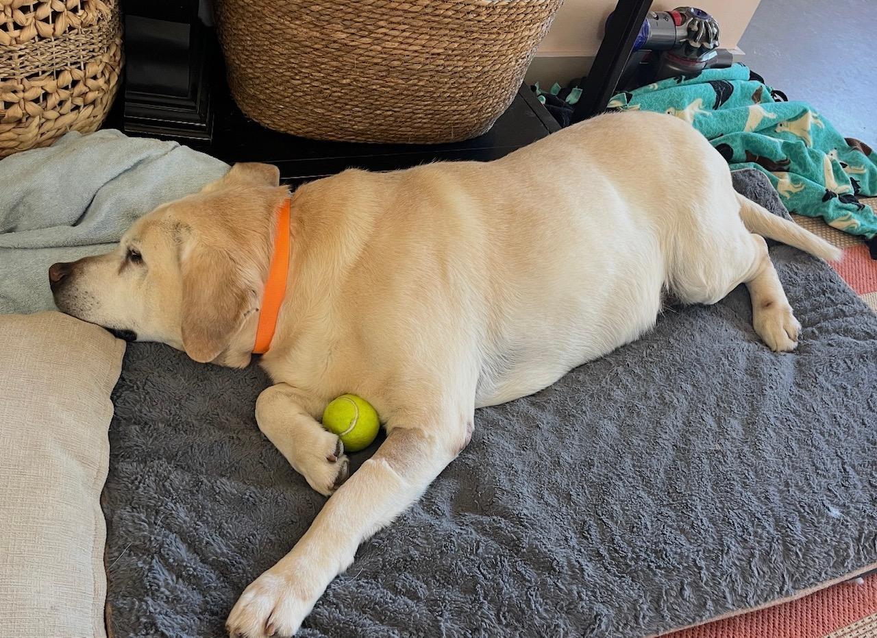 Otis, an adopted Labrador Retriever in Sacramento, CA image 4/6