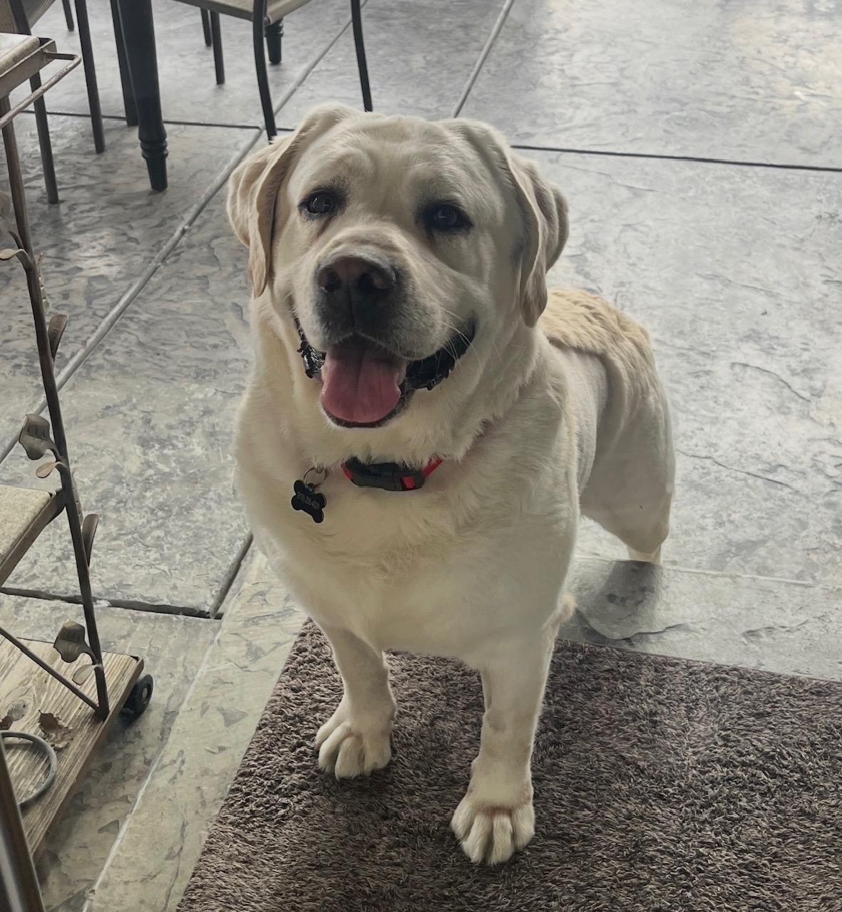 Otis, an adopted Labrador Retriever in Sacramento, CA image 2/6