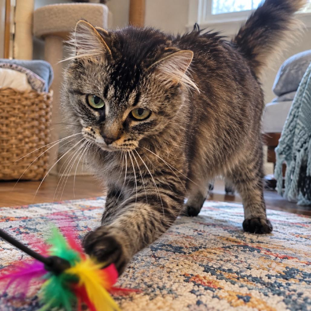 Enlarge Mr. Friendly, a Adoptable Domestic Long Hair in Traverse City, MI image 1/2