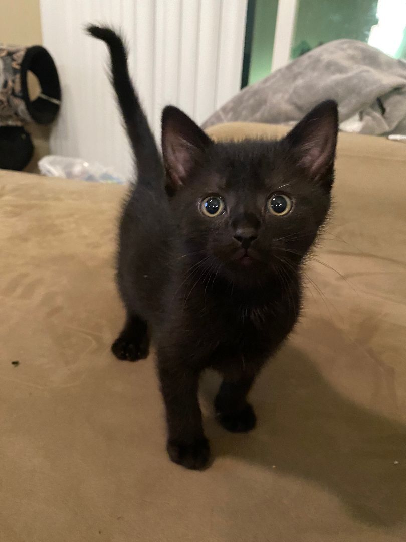 Sauron, Adopted, Kitten Male Domestic Short Hair.