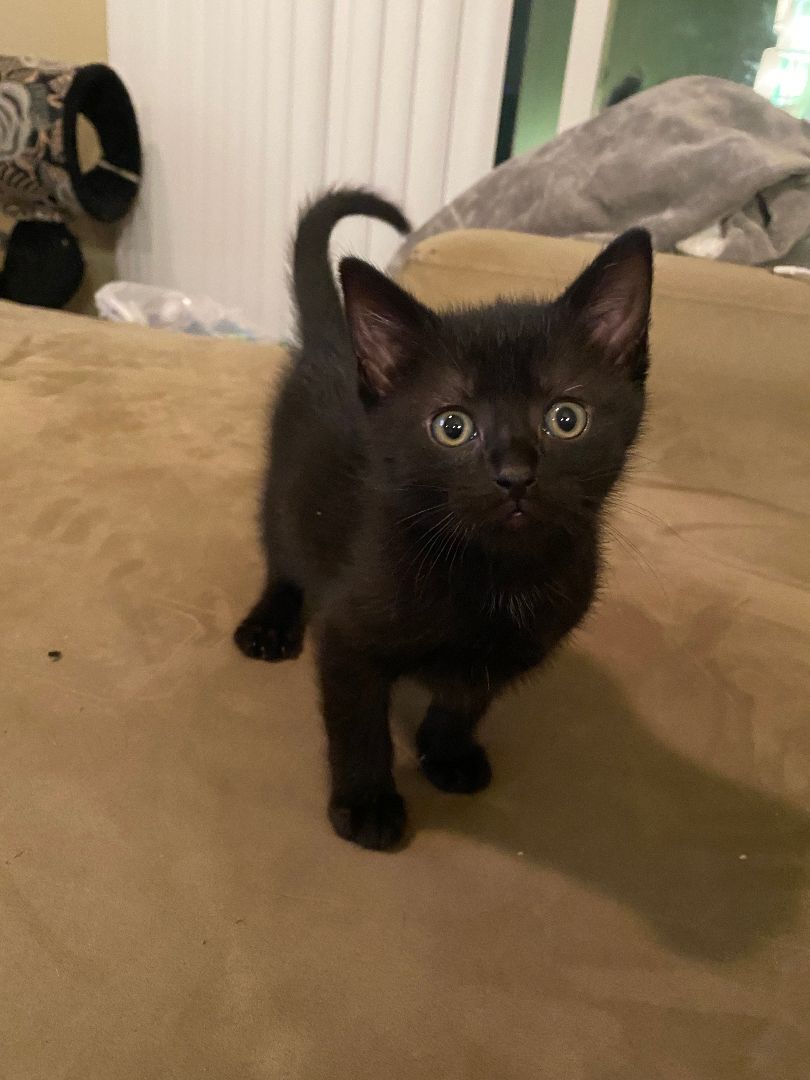 Sauron, a Adopted Domestic Short Hair in Mechanicsville, MD image 2/4