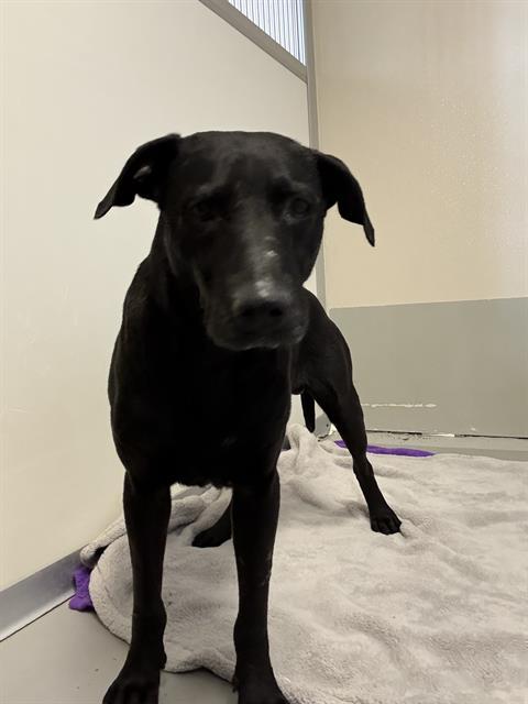 Enlarge BOSCO, a Adoptable Labrador Retriever in Sugar Land, TX image 1/1