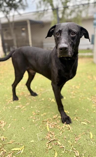 BOSCO, Adoptable, Adult Male Labrador Retriever.