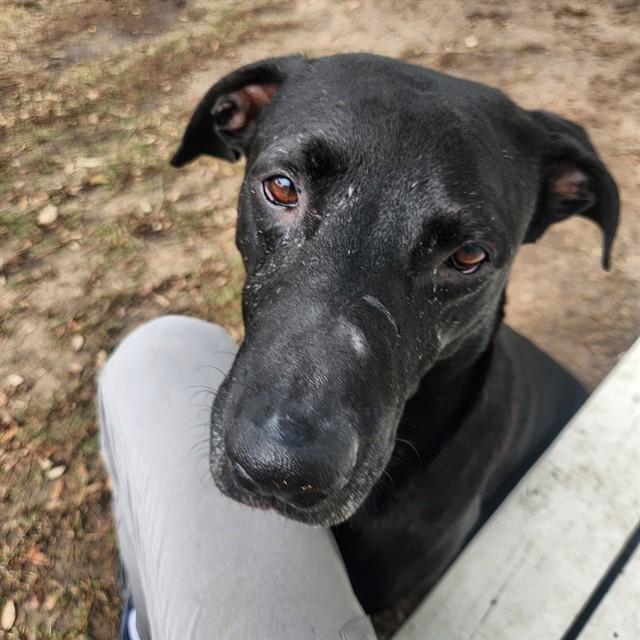 BOSCO, Adoptable, Adult Male Labrador Retriever.