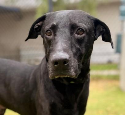 BOSCO, Adoptable, Adult Male Labrador Retriever.