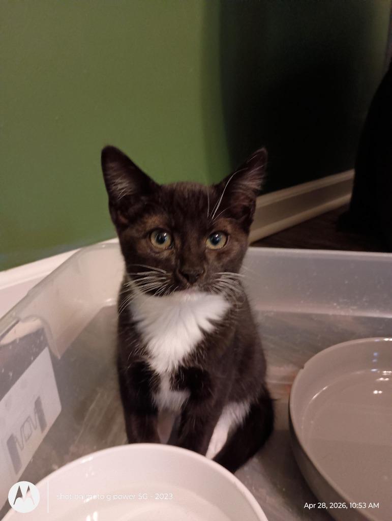 Mugsy26, Adoptable, Kitten Male Domestic Short Hair.