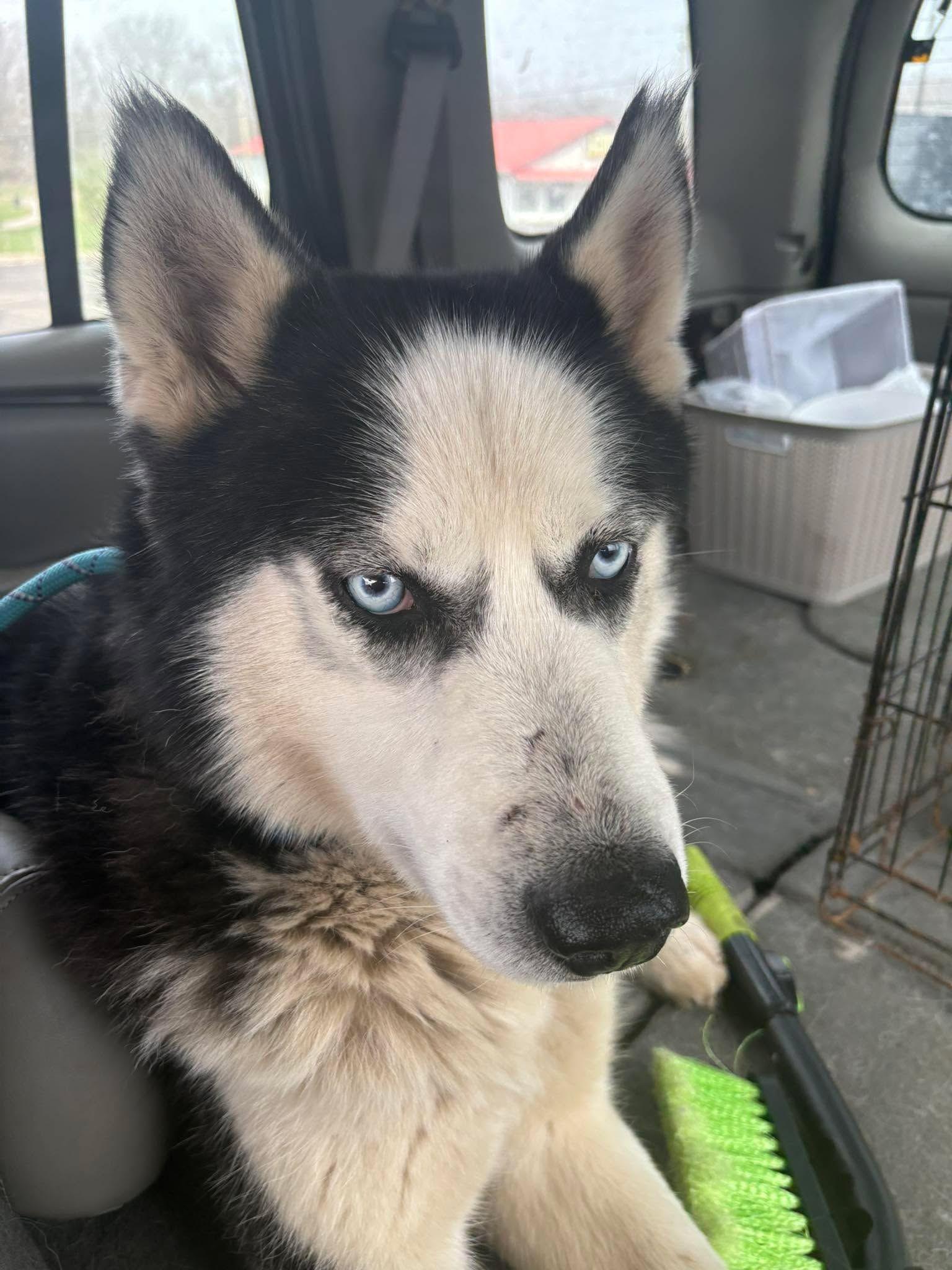 Enlarge Dublin, a ADOPTABLE Siberian Husky in Speedway, IN image 2/4