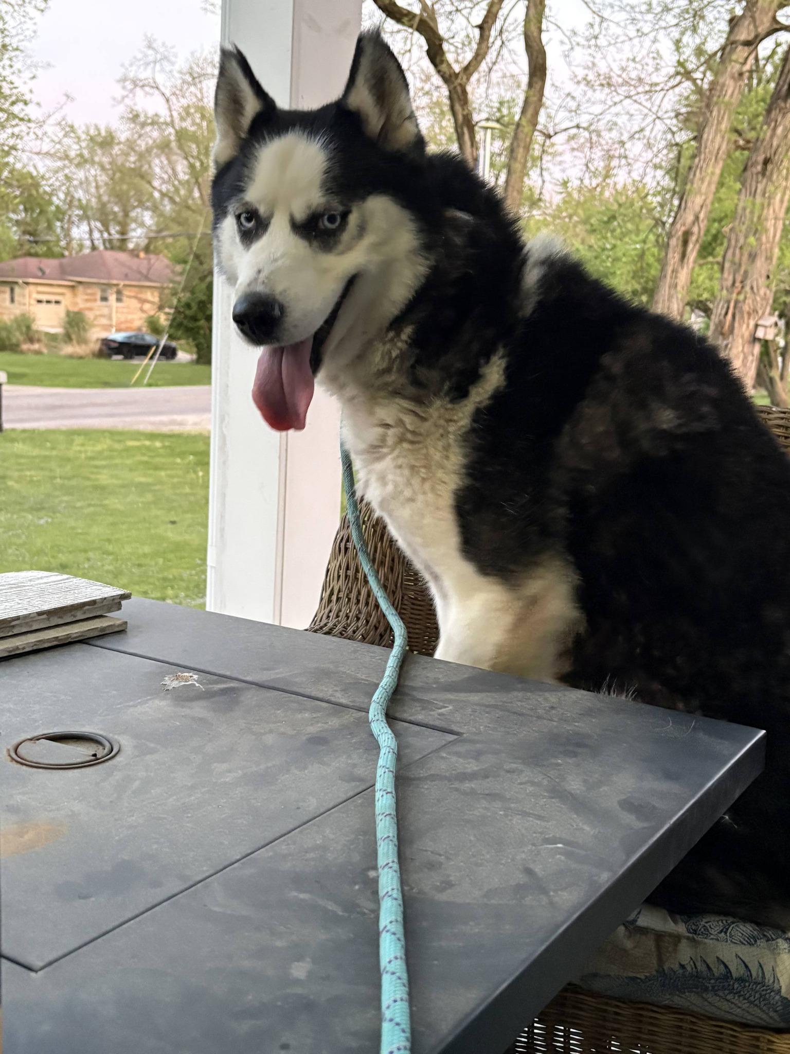 Dublin, ADOPTABLE, Senior Male Siberian Husky.