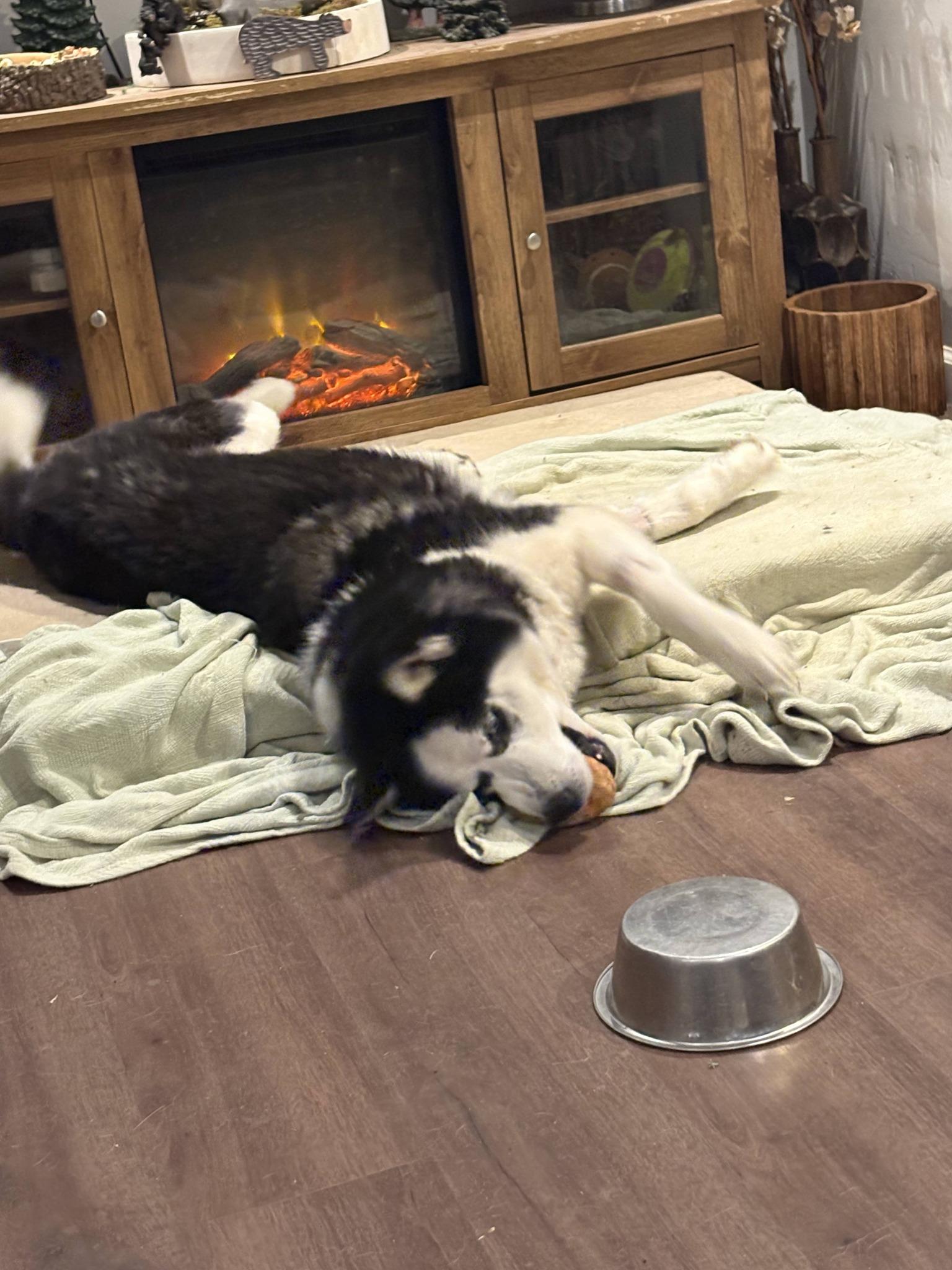 Enlarge Dublin, a ADOPTABLE Siberian Husky in Speedway, IN image 3/4
