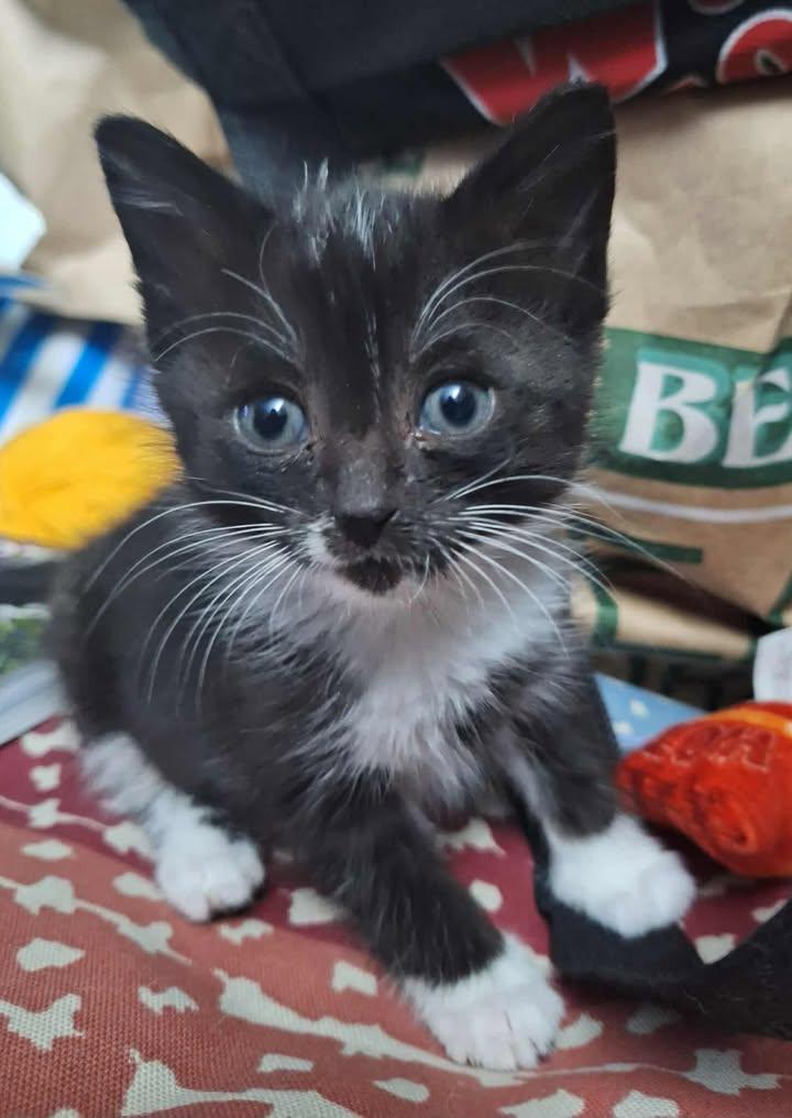 Wednesday, Adopted, Kitten Female Domestic Medium Hair.