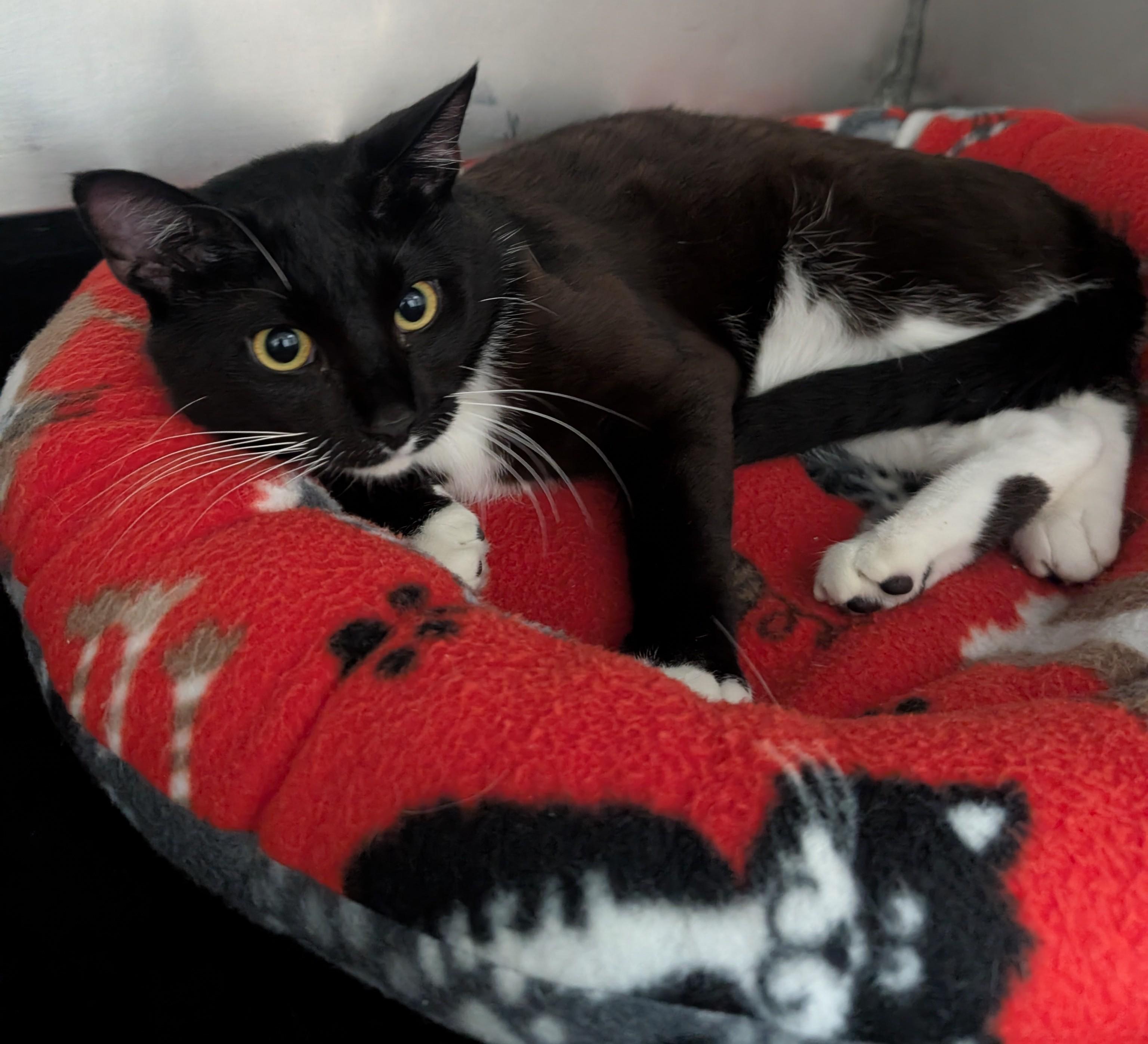 Zebra, an adopted Domestic Short Hair in New Ulm, MN image 2/3