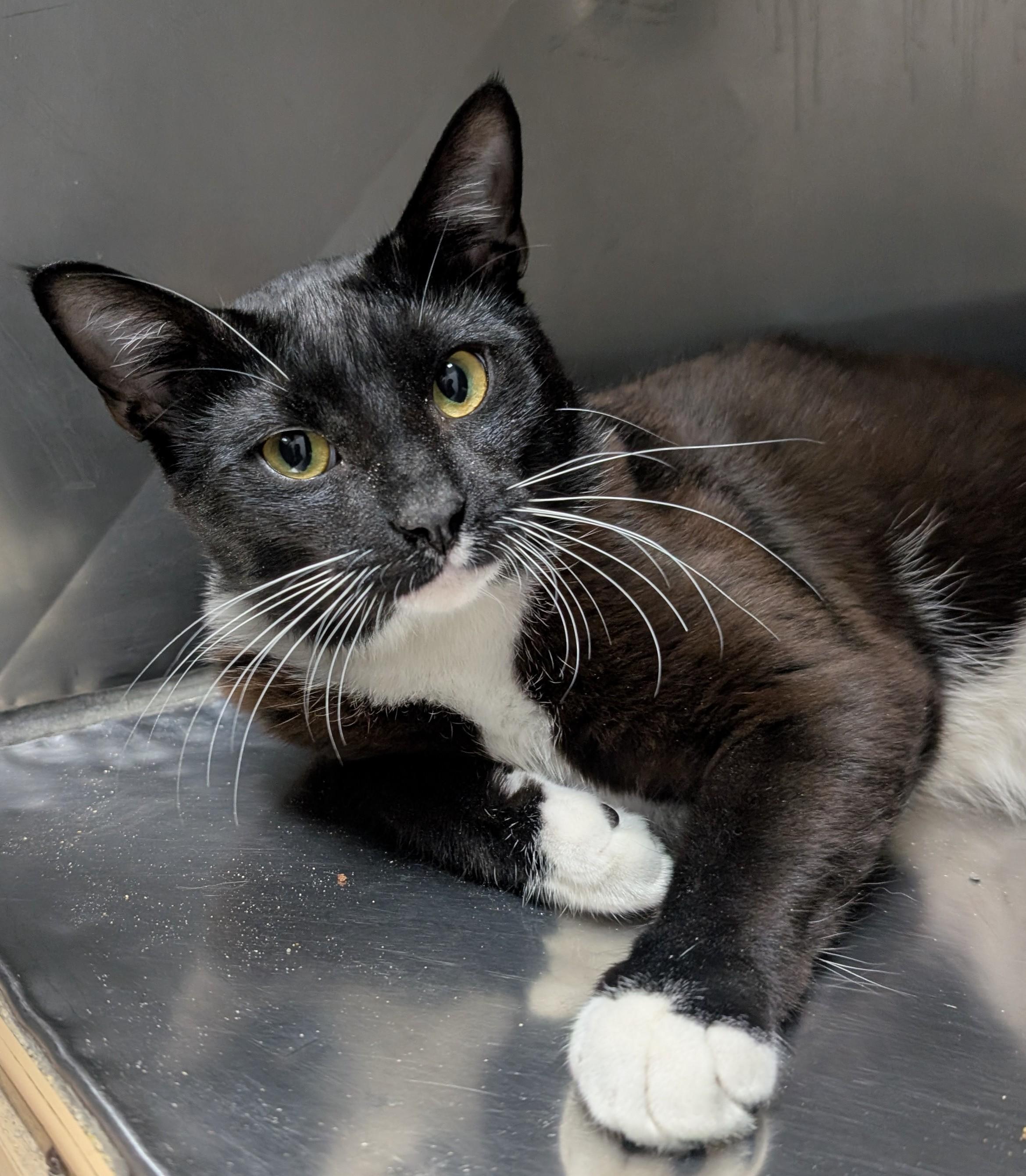 Zebra, adopted, Adult Male Domestic Short Hair.