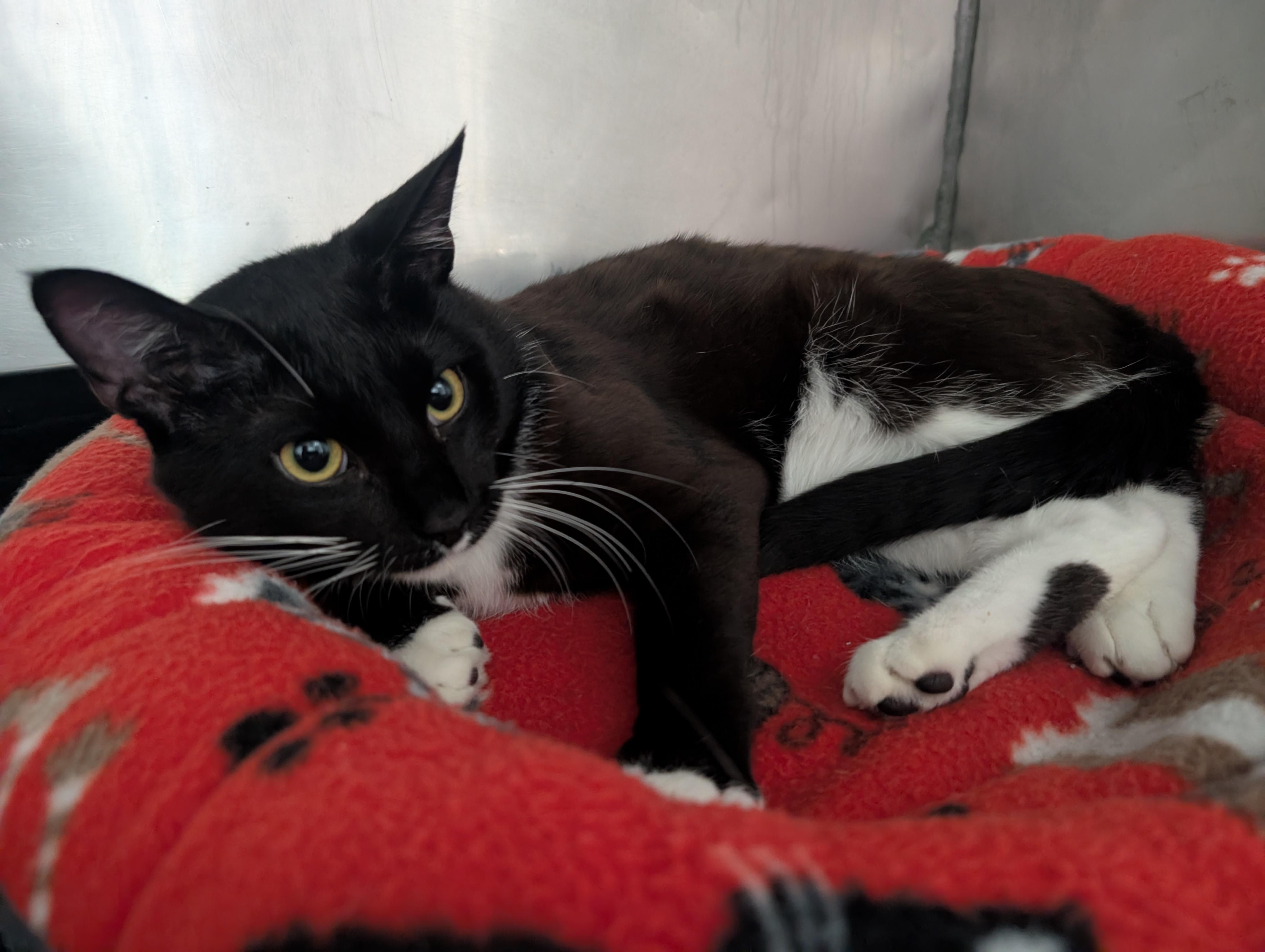 Zebra, an adopted Domestic Short Hair in New Ulm, MN image 3/3