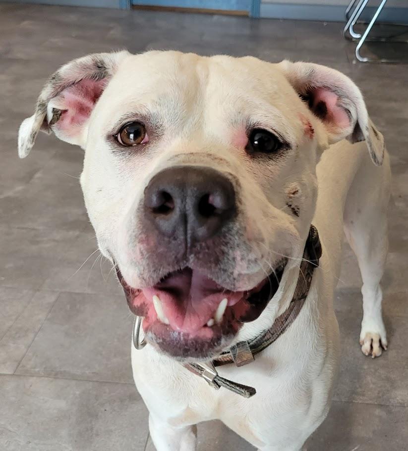 Hades, Adoptable, Young Male American Bulldog.
