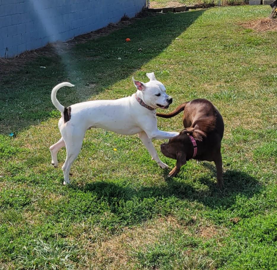 Enlarge Hades, a Adoptable mixed breed in Lisbon, OH image 2/6