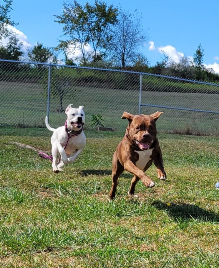 Enlarge Hades, a Adoptable mixed breed in Lisbon, OH image 3/6