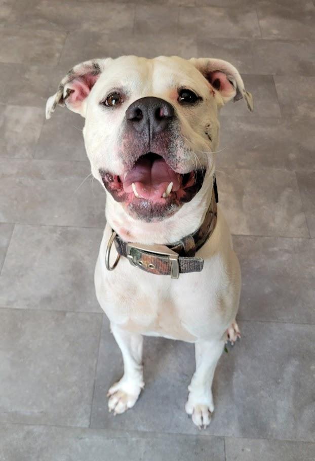 Enlarge Hades, a Adoptable mixed breed in Lisbon, OH image 5/6