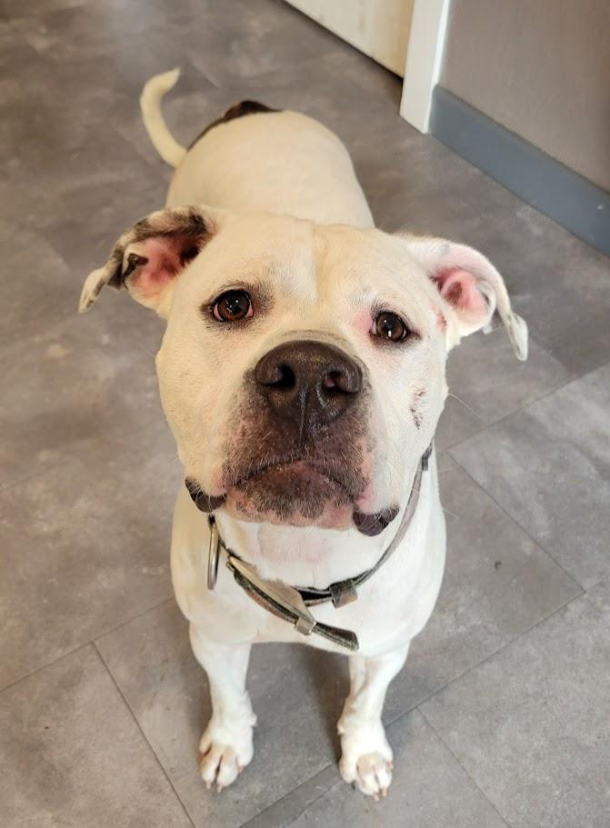 Enlarge Hades, a Adoptable mixed breed in Lisbon, OH image 6/6