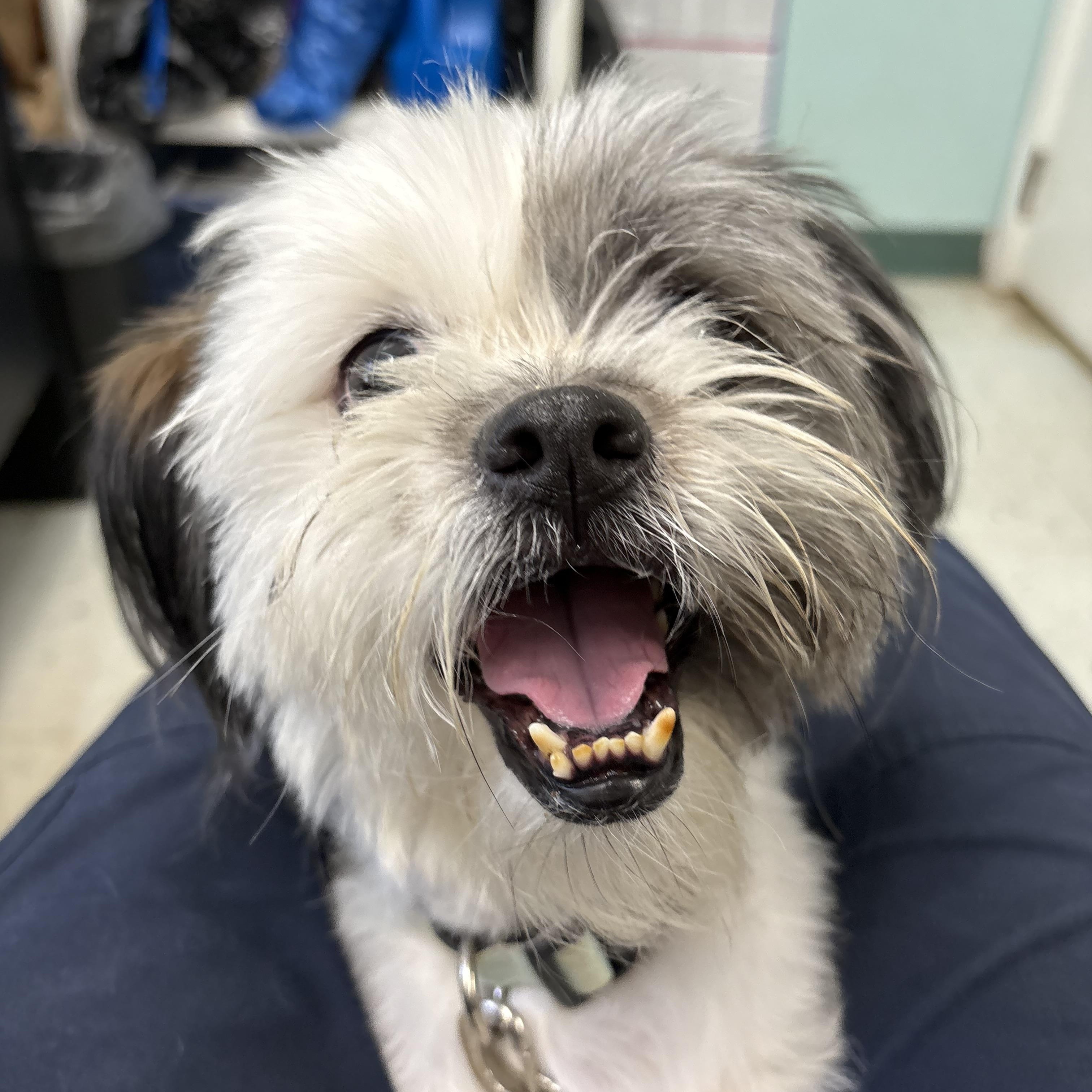 Bernie, an adopted Shih Tzu in Mansfield, CT image 1/2