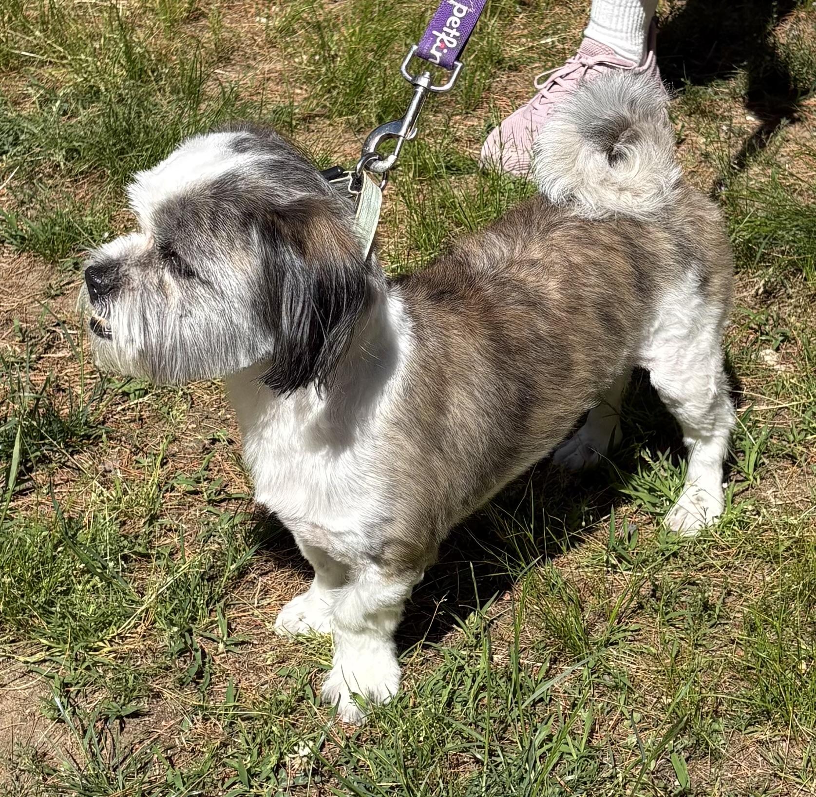 Bernie, an adopted Shih Tzu in Mansfield, CT image 2/2