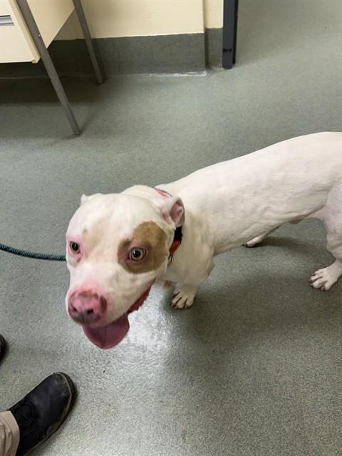 KYLE, Adoptable, Young Male Pit Bull Terrier.