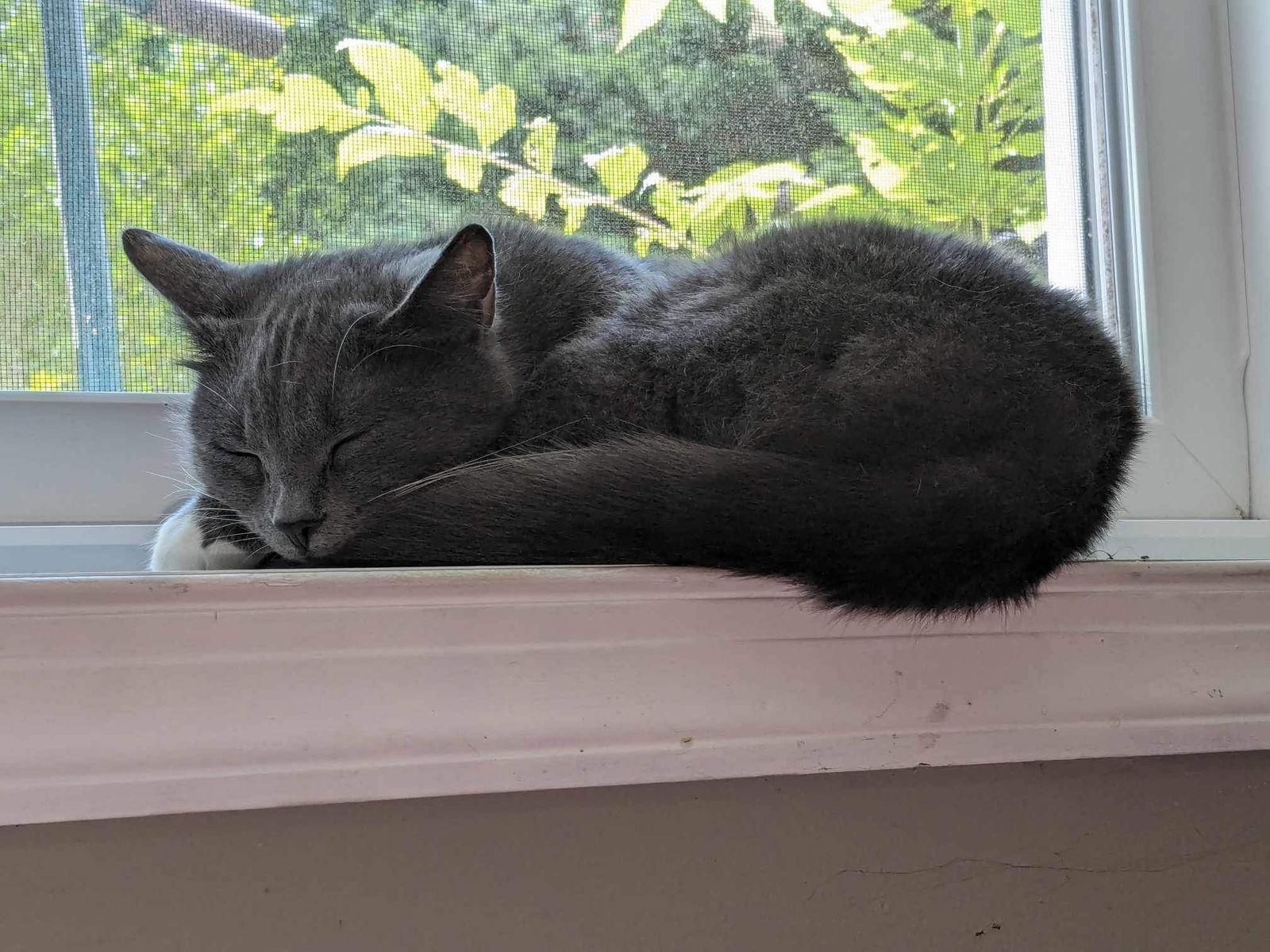 Tink, Adoptable, Adult Female Domestic Short Hair.