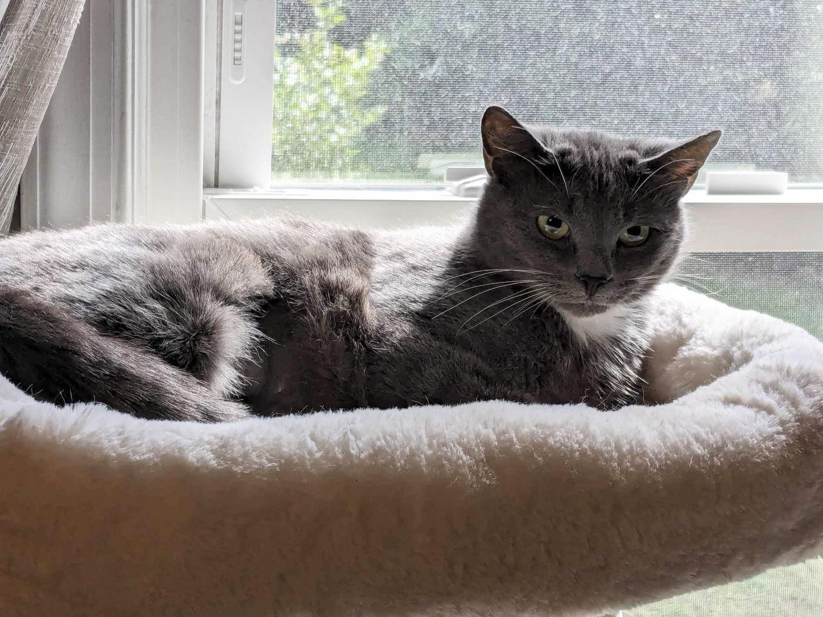 Enlarge Tink, a Adoptable Domestic Short Hair in King George, VA image 2/2