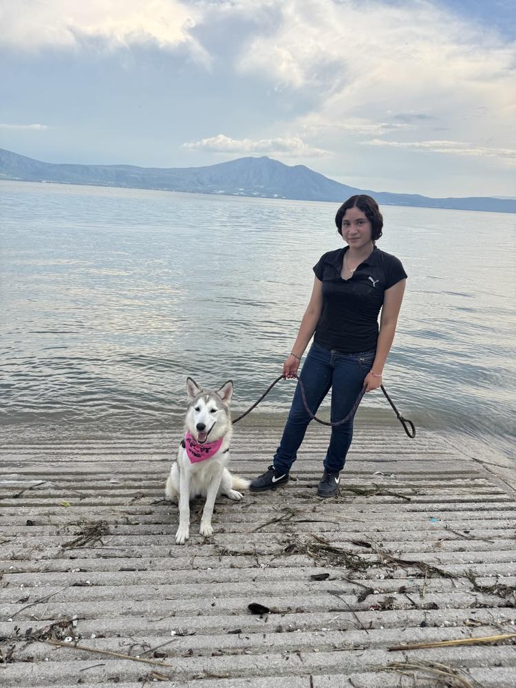 Rain, Adoptable, Puppy Female Siberian Husky.