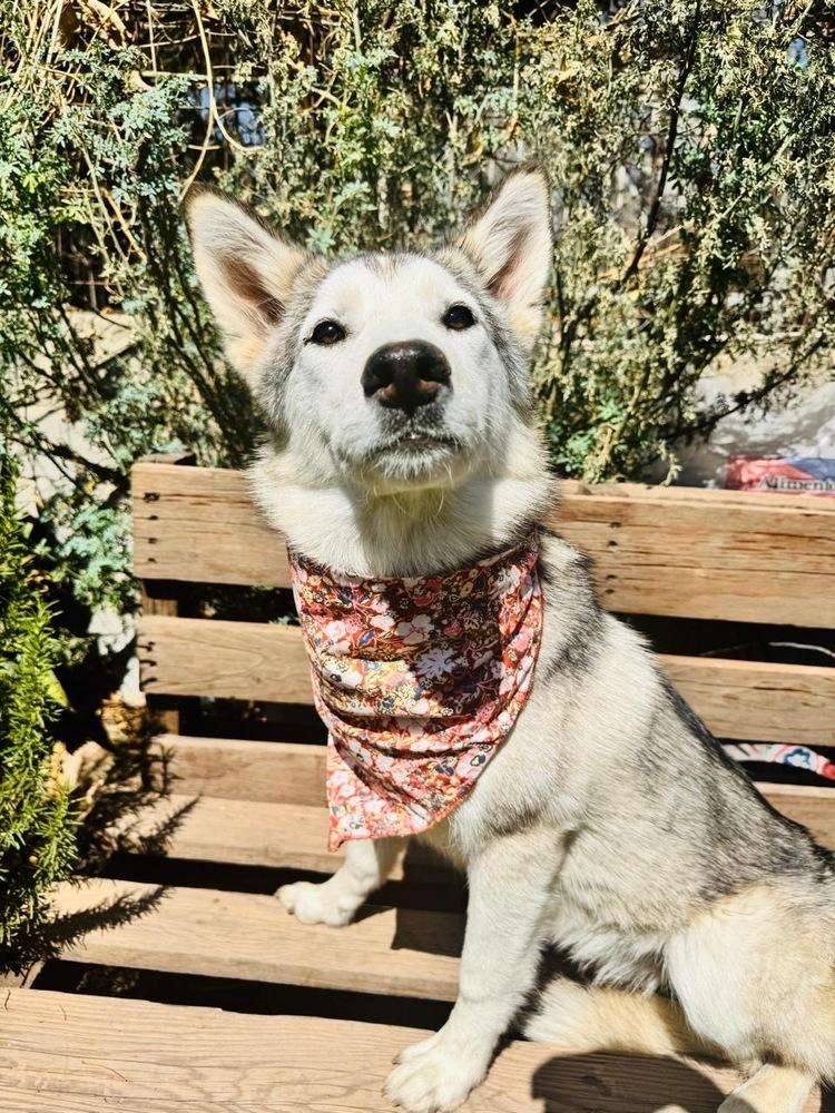 Enlarge Rain, a Adoptable Siberian Husky in Gig Harbor, WA image 2/6