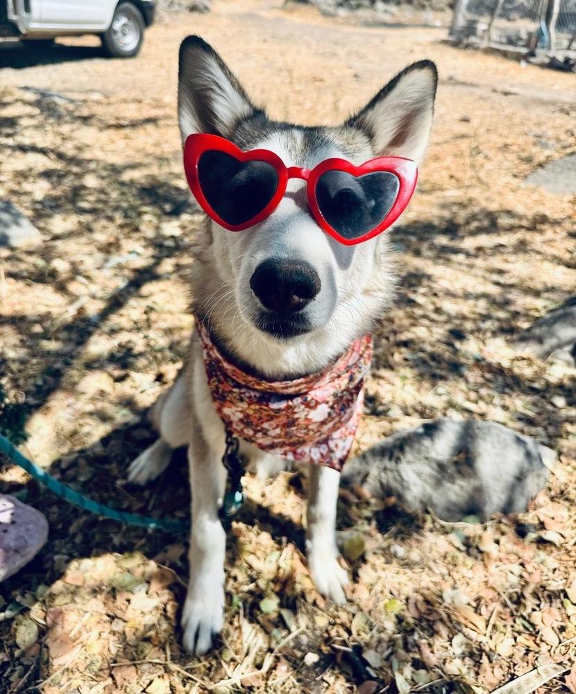 Enlarge Rain, a Adoptable Siberian Husky in Gig Harbor, WA image 3/6