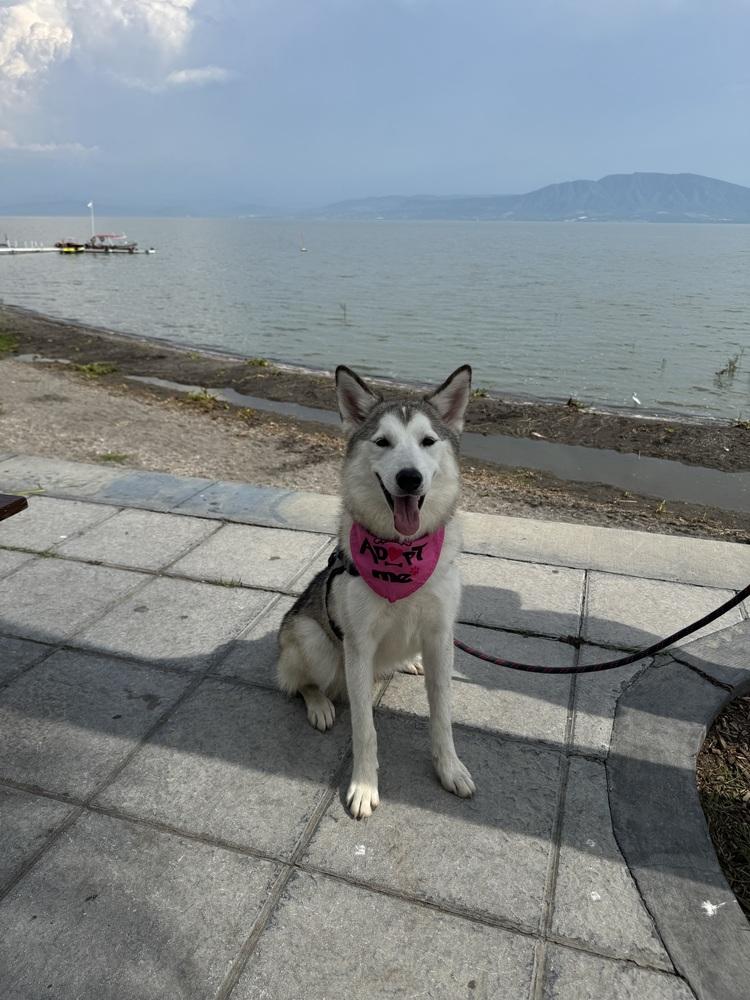 Enlarge Rain, a Adoptable Siberian Husky in Gig Harbor, WA image 4/6