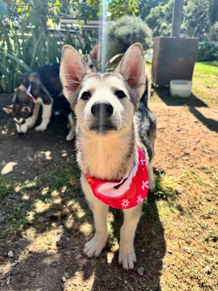 Enlarge Rain, a Adoptable Siberian Husky in Gig Harbor, WA image 5/6