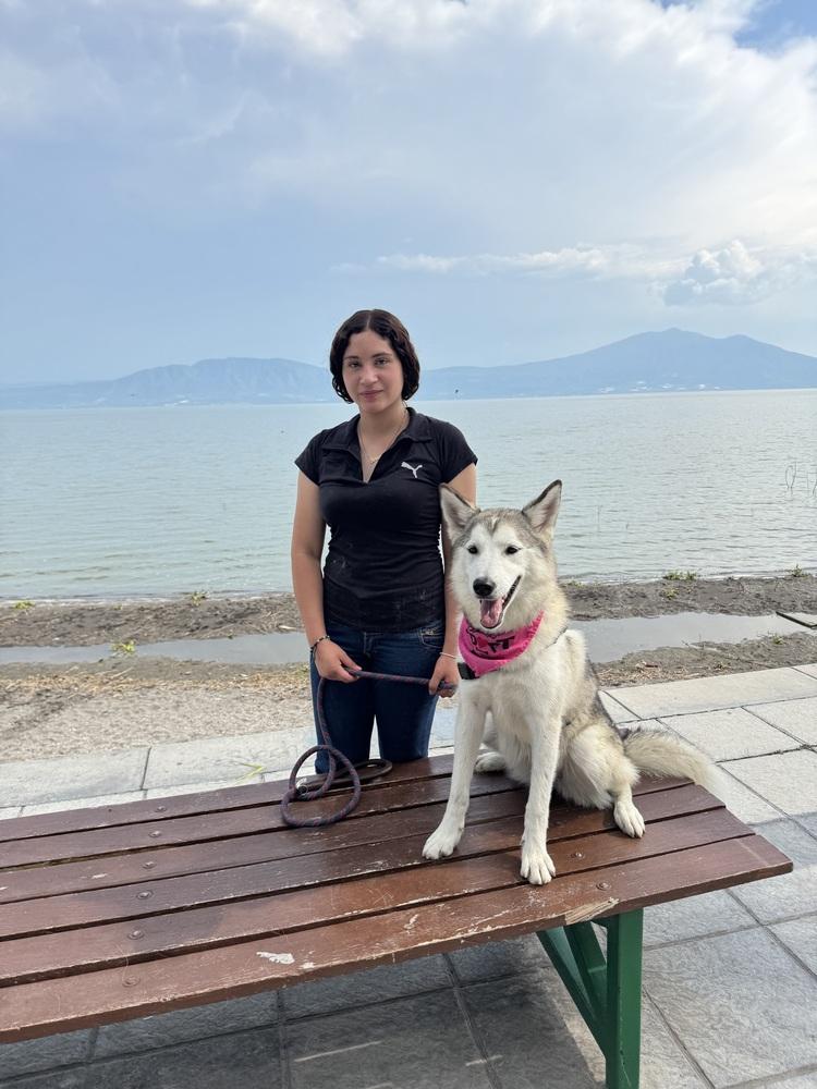 Enlarge Rain, a Adoptable Siberian Husky in Gig Harbor, WA image 6/6