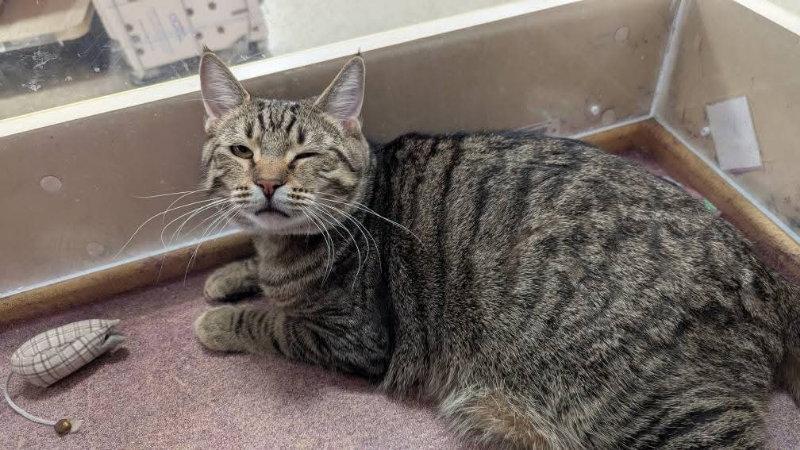Opie, a Adoptable mixed breed in Niles, MI image 1/3