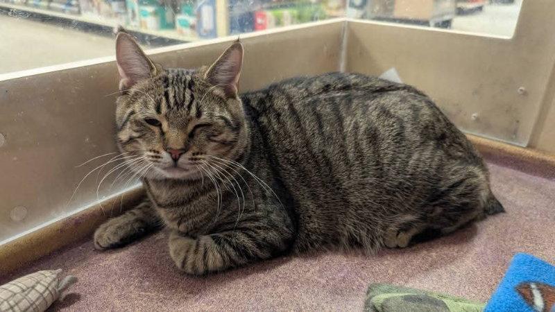 Opie, a Adoptable mixed breed in Niles, MI image 2/3