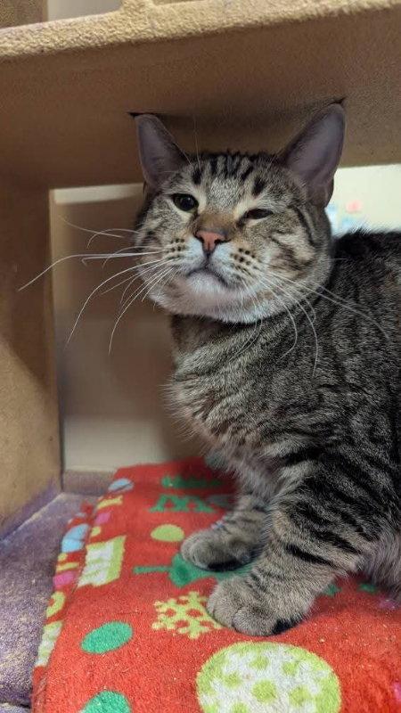 Opie, a Adoptable mixed breed in Niles, MI image 3/3