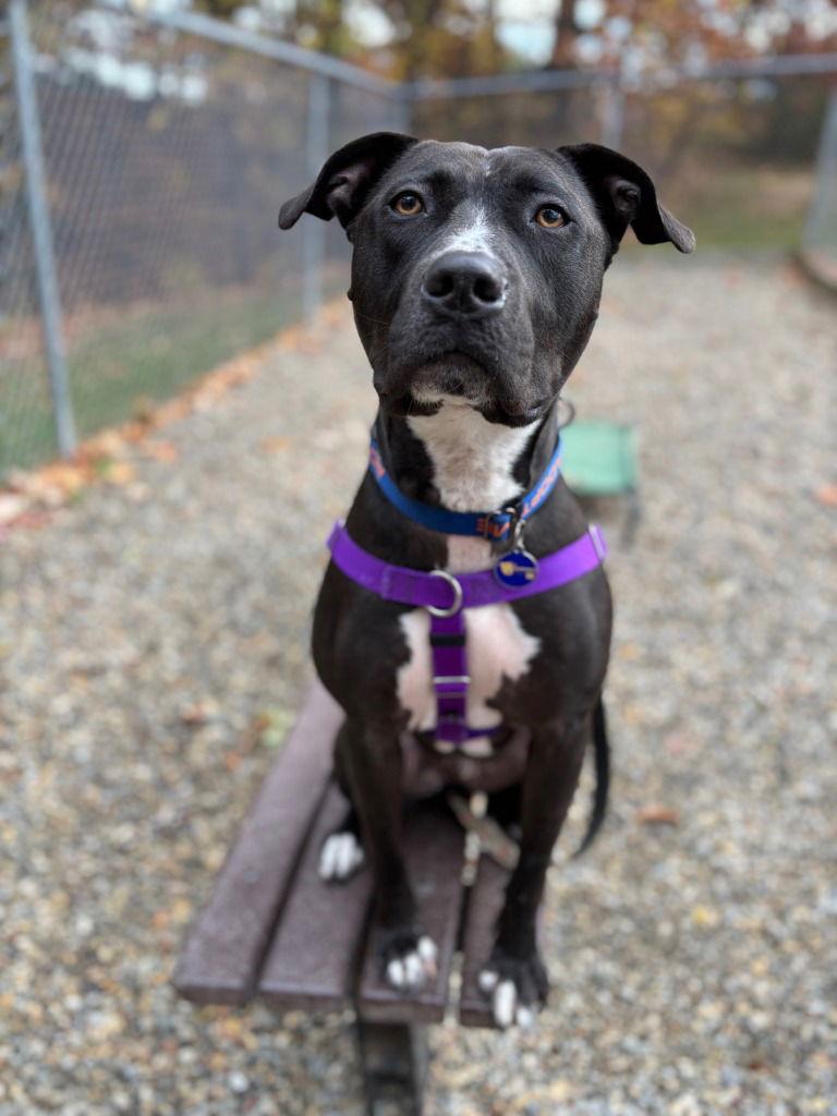 Godfrey, Adoptable, Adult Male American Staffordshire Terrier & American Staffordshire Terrier.