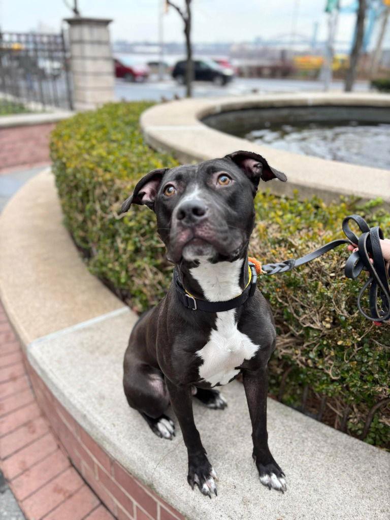 Godfrey, a Adoptable mixed breed in Sayreville, NJ image 2/3
