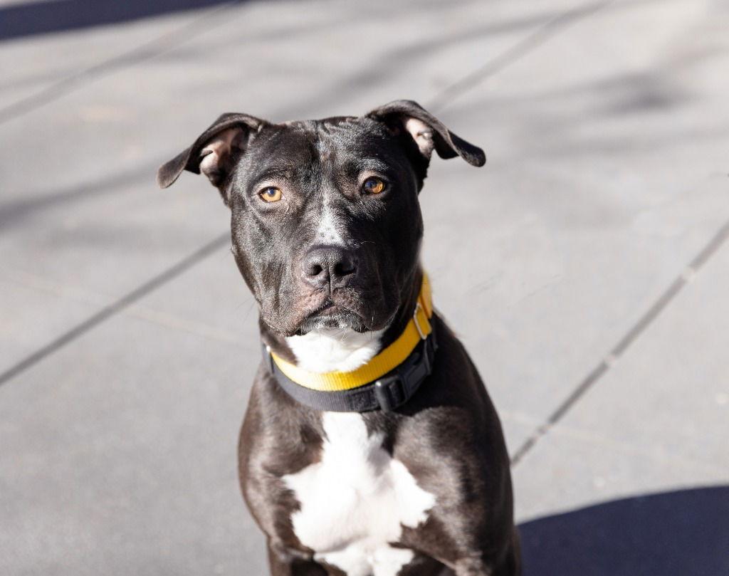 Godfrey, a Adoptable mixed breed in Sayreville, NJ image 3/3