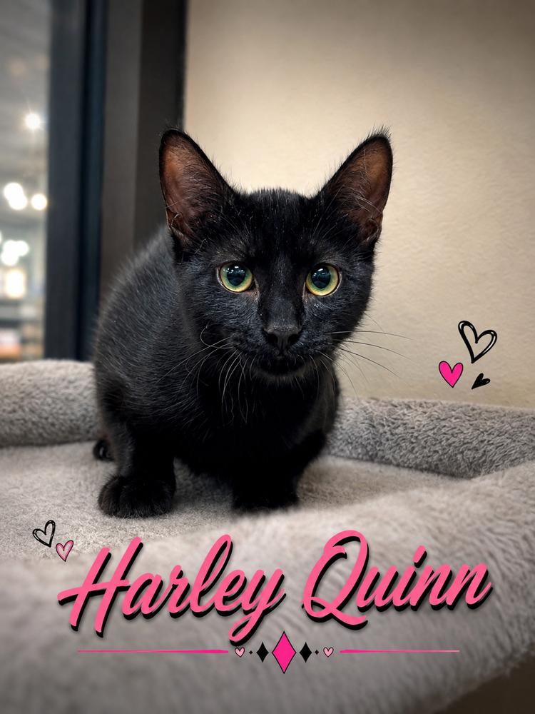 Harley Quinn, Adoptable, Kitten Female Domestic Short Hair.