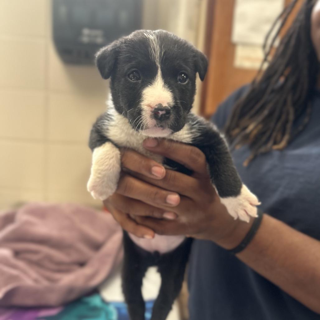 Enlarge Mabel, a Adoptable Black Labrador Retriever in Huntsville, AL image 2/4