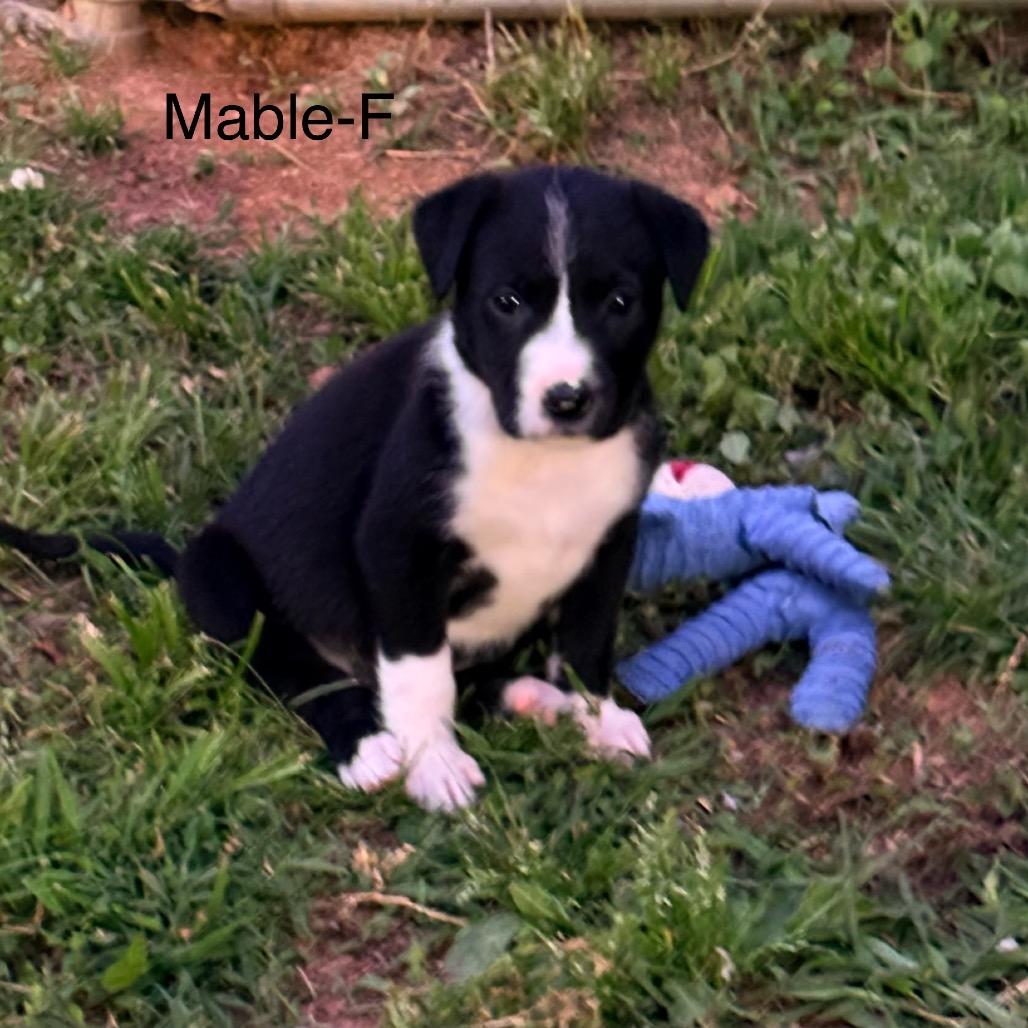 Enlarge Mabel, a Adoptable Black Labrador Retriever in Huntsville, AL image 3/4