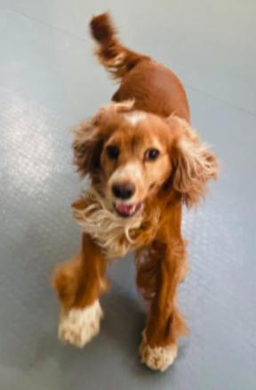 Enlarge Jennie, a ADOPTABLE Cocker Spaniel in South San Francisco, CA image 5/6